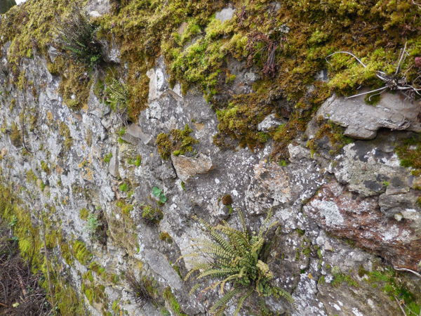 balade du curieux : plantes chameaux et milieux secs
