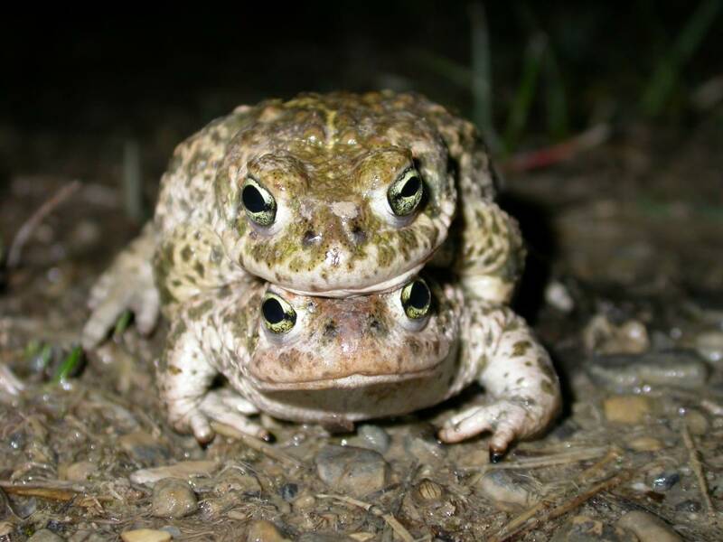 Sortie nature à la découverte des amphibiens