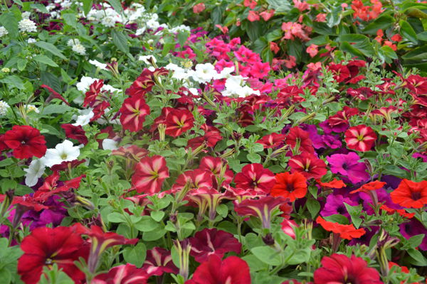 Marché aux plants et fleurs