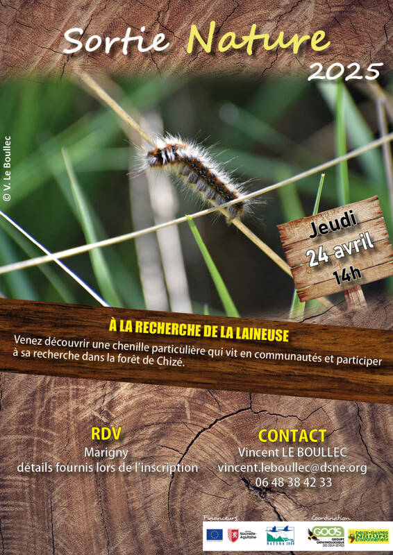 À la recherche de la Laineuse