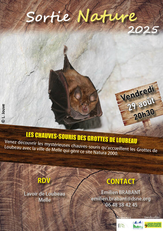 Les chauves-souris des Grottes de Loubeau