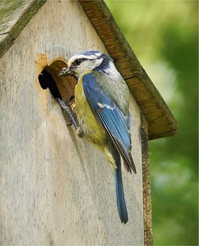 Nichoirs et gîtes : des petits gestes pour la biodiversité !