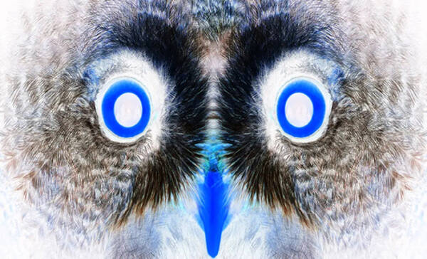 Œil de lynx 
