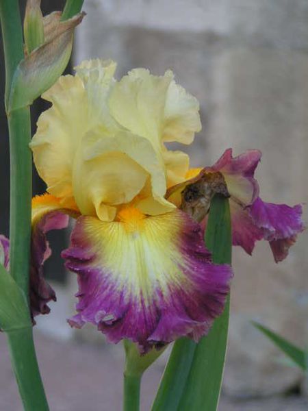 Fête des Iris à Pesselières