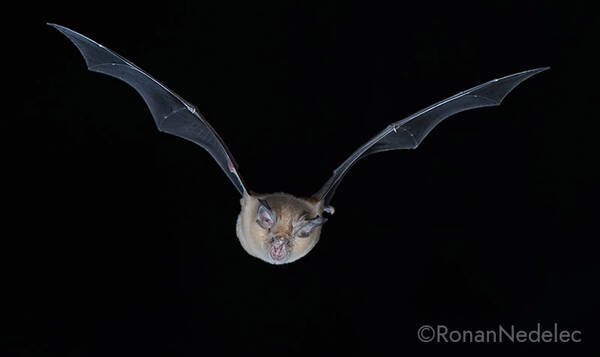 Sortie nocturne à l’écoute des chauves-souris