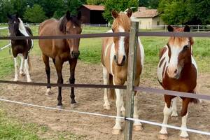 photo Journée du cheval