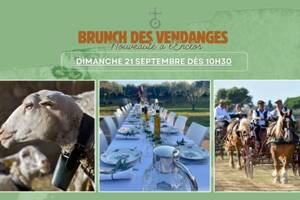 photo Brunch des Vendanges - Découverte du domaine familial & vendanges participatives