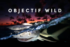photo Projection & Conférence : Objectif Wild - Face à face avec les requins