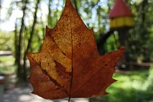 photo La fête de l’automne 2025 au Criq’Parc