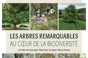 photo Les arbres remarquables au coeur de la biodiversité | Projection-rencontre
