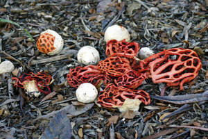 Diaporama surla biodiversité des parcs de Mérignac