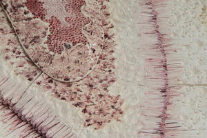 Tchernobyl Abondance • Marion Richomme