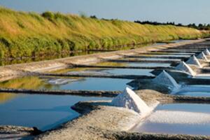 photo Évasion aux Sables d'Olonne : ntre plages, nature et découverte des marais
