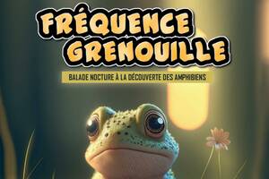 photo Sortie nature à la découverte des amphibiens