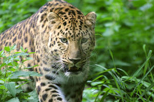 photo Fête du Printemps