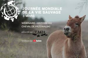 photo webinaire : l'histoire du cheval de Przewalski