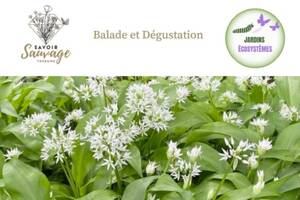 photo Balade, découverte et dégustation des plantes sauvages comestibles