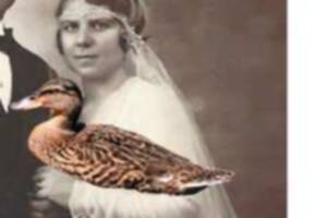 photo Les Noces de Canard