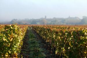 photo Pâques en vignes  au  Château HAUT-CLAVERIE