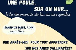 photo Une poule sur un mur