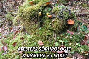 photo Sophro-balade : Ateliers Sophrologie et Marche en Forêt