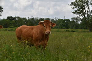 photo Balade en pays Puylacquois
