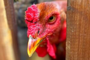 photo Chasse aux œufs - Panique au poulailler 