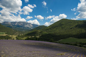 photo Randonnée familiale dans les champs de lavande du Vercors