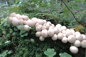 photo La nature en automne - champignons et fruits sauvages