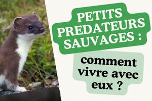 photo Petits prédateurs sauvages : comment vivre avec eux ?