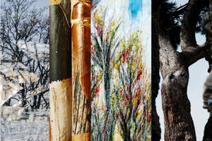 photo L’arbre dans tous ses états