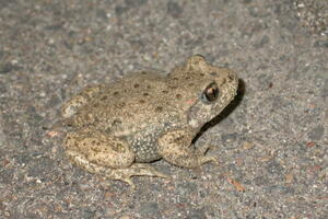 photo Enquête crapaud Alyte