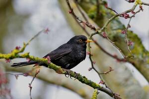 photo A la rechercher des oiseaux en ville