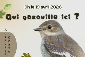 photo Qui gazouille ici ?