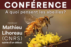 A Quoi Pensent les Abeilles ? .