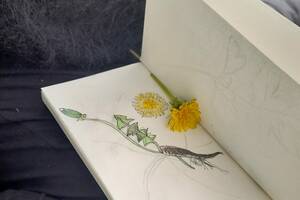 photo Stage Dessin botanique et plantes sauvages