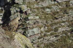 Sous les ailes du vautour fauve