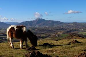 Le pottok, cheval emblématique du Pays basque