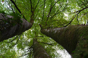 photo Promenons-nous dans les bois - Ramondia