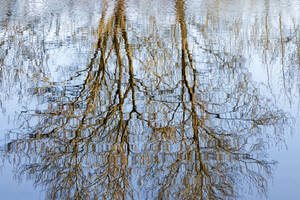 Exposition photographies : Arbres