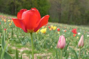 Rendez-vous de la Biodiversité