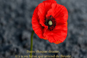 photo Le Coquelicot des cendres
