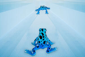 photo Éric Peltier - Fear of a blue planet