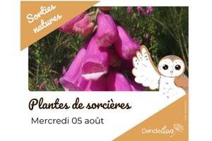 Plantes de sorcières