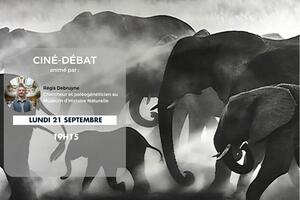 photo Ciné-Débat : Ghost Elephant