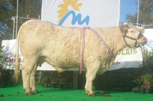 Concours agricole des animaux de boucherie - Charolais