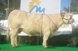 Concours agricole d'animaux reproducteurs charolais