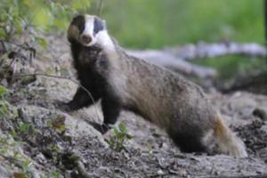 photo Venez découvrir les animaux nocturnes de la Réserve - Belval en Argonne