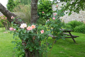 Balade avant concert  : un petit tour au jardin