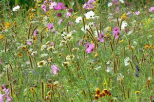 photo Balade du curieux : plantes estivales, fermes et paysages